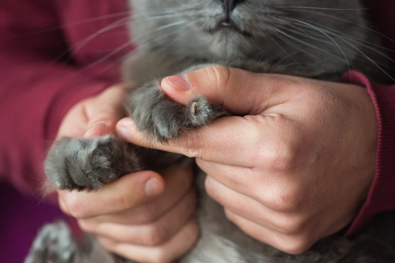 Why Is My Cat Limping? Causes, Treatment, and How To Prevent It
