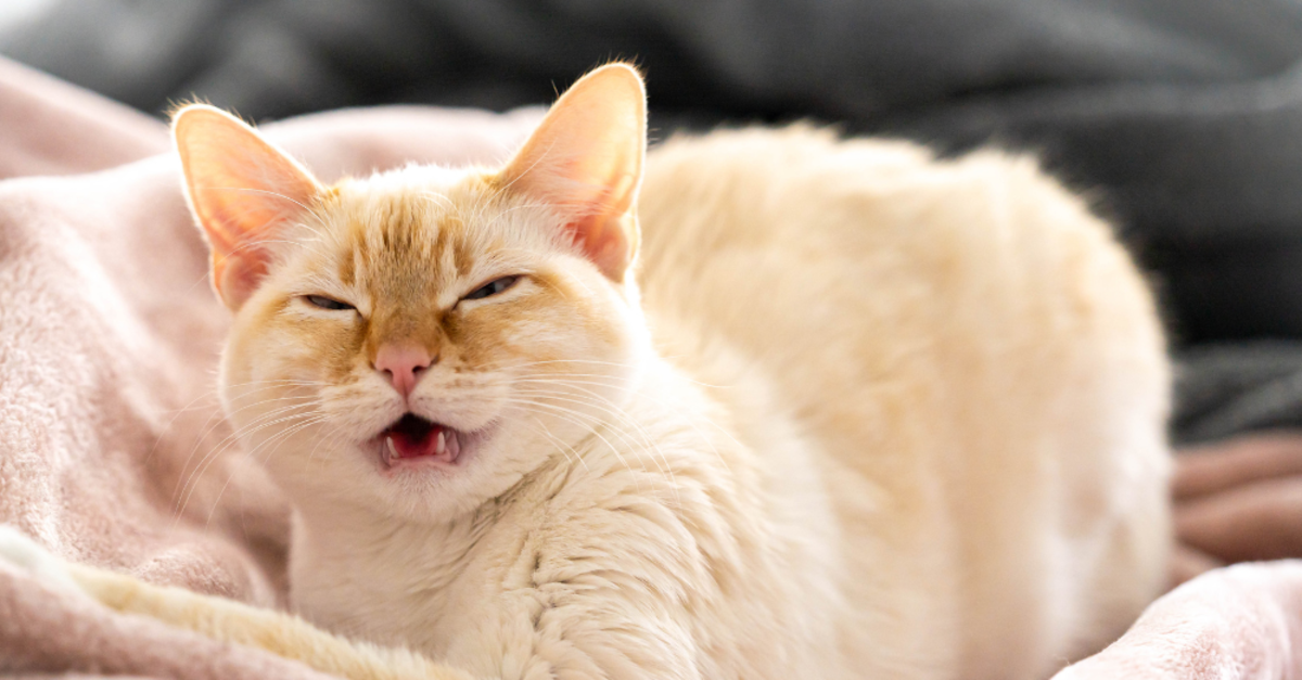 Herpesvirus Infection in Cats (Feline Viral Rhinotracheitis)
