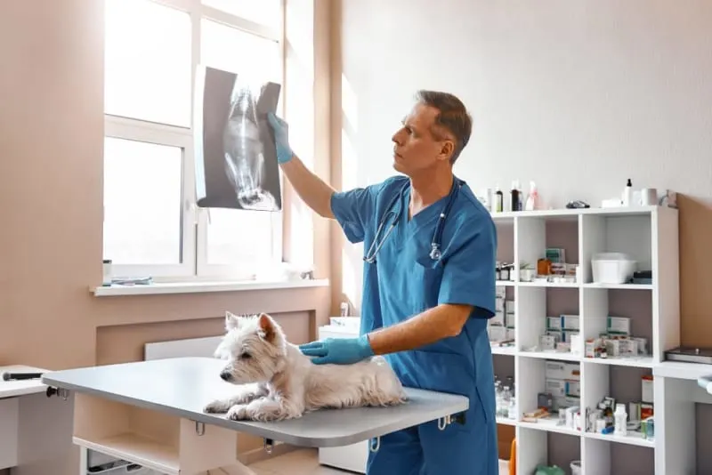 How Do Pet Emergency Clinics Work?