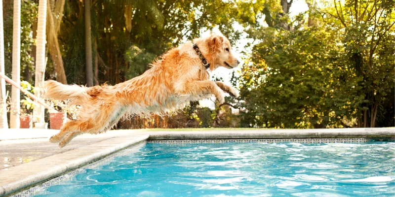Summer Toxins to Avoid with Your Pet