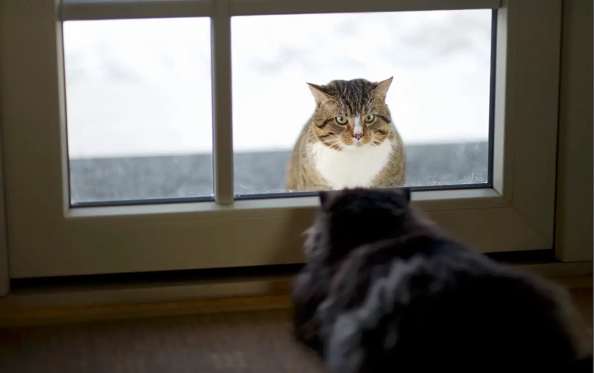 Cat Behavior Problems: Marking and Spraying Behavior