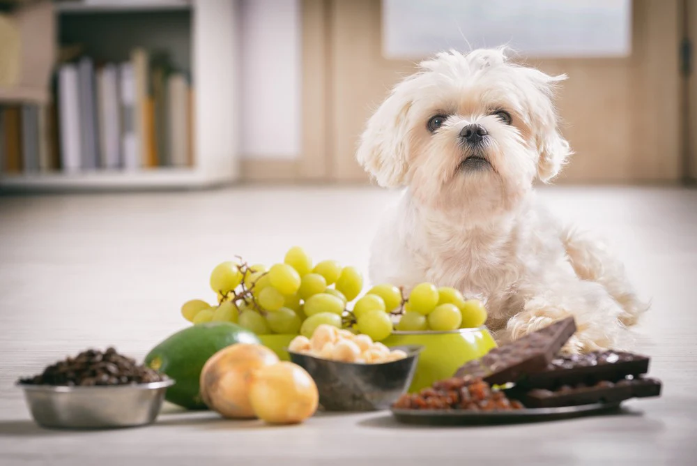 Grape, Raisin, and Currant Poisoning in Dogs