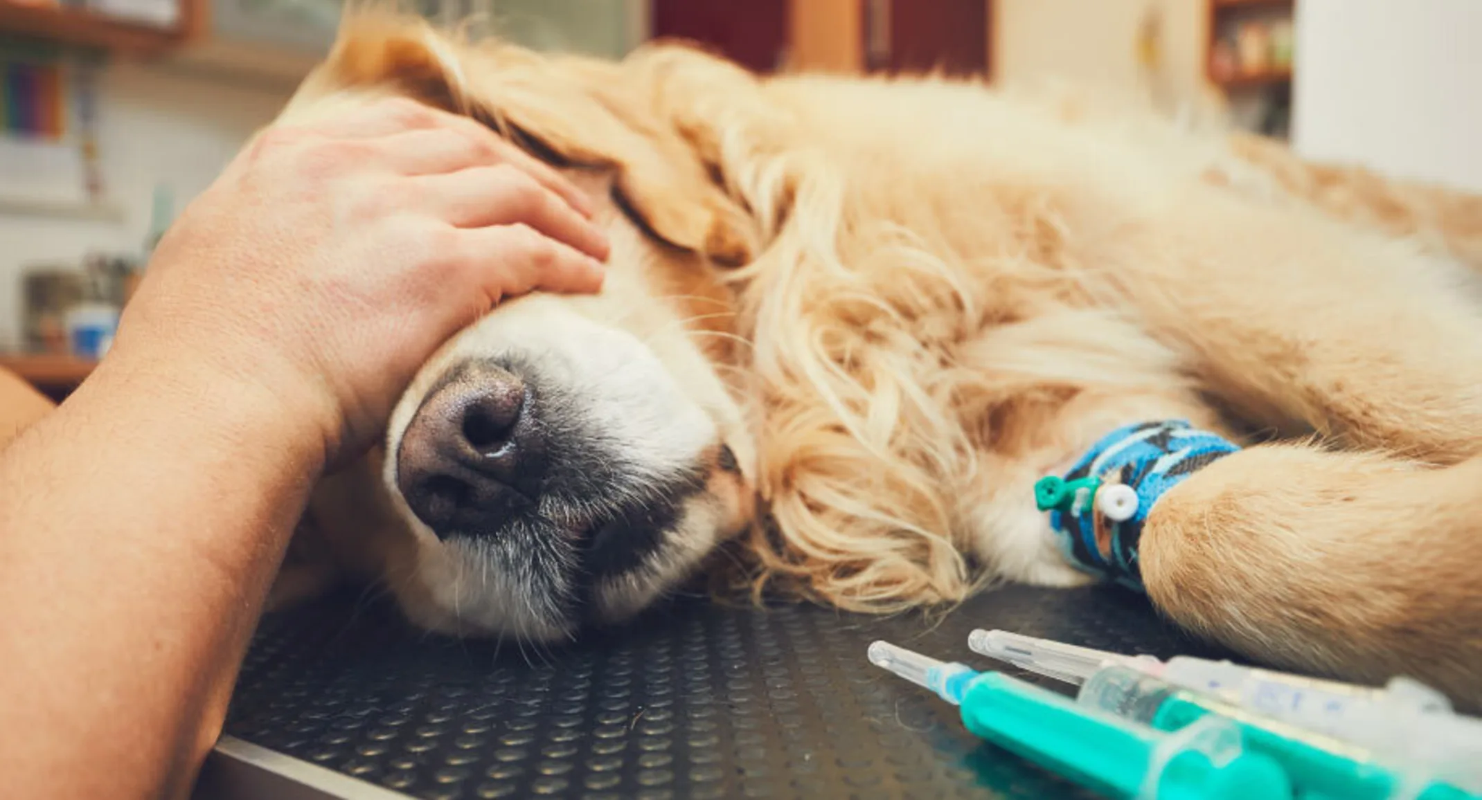 Mast Cell Tumors in Dogs