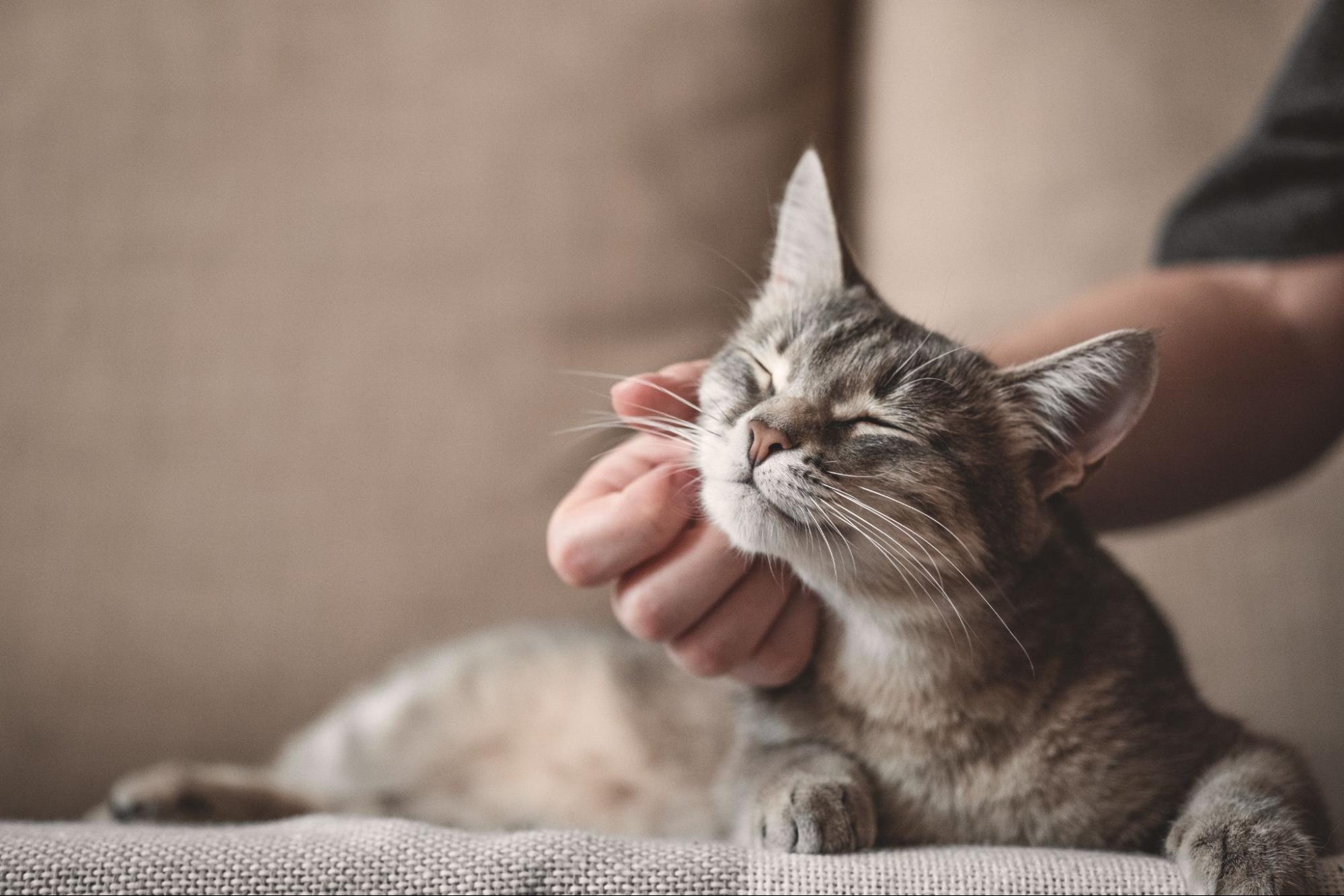 Recognizing the Signs of Illness in Cats