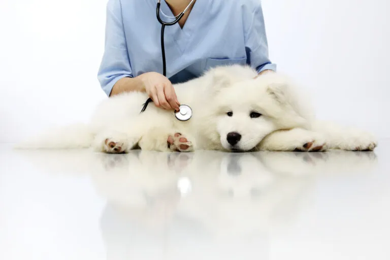 Urinary Tract Infections (UTIs) in Dogs