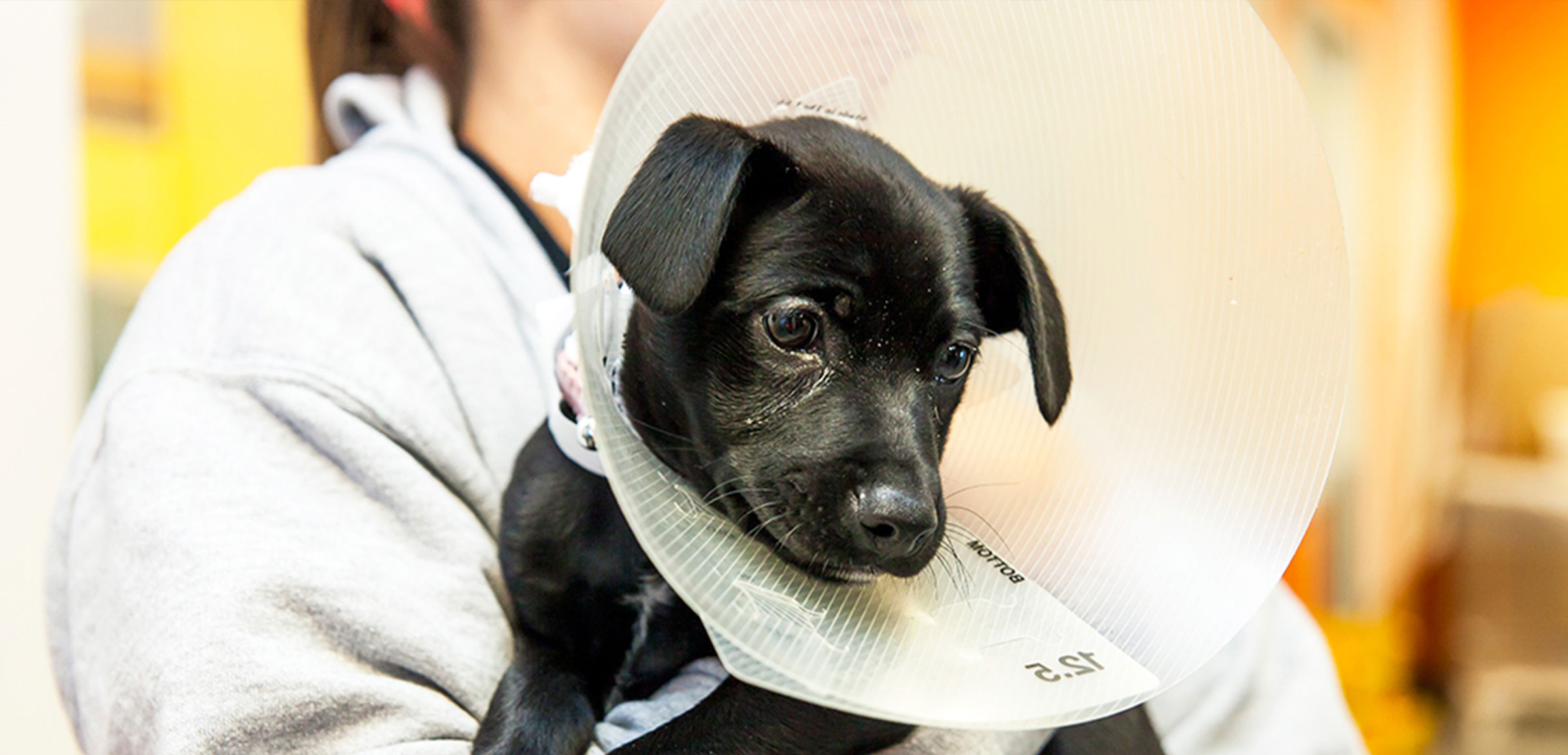Spaying-or-Neutering-Your-Pet