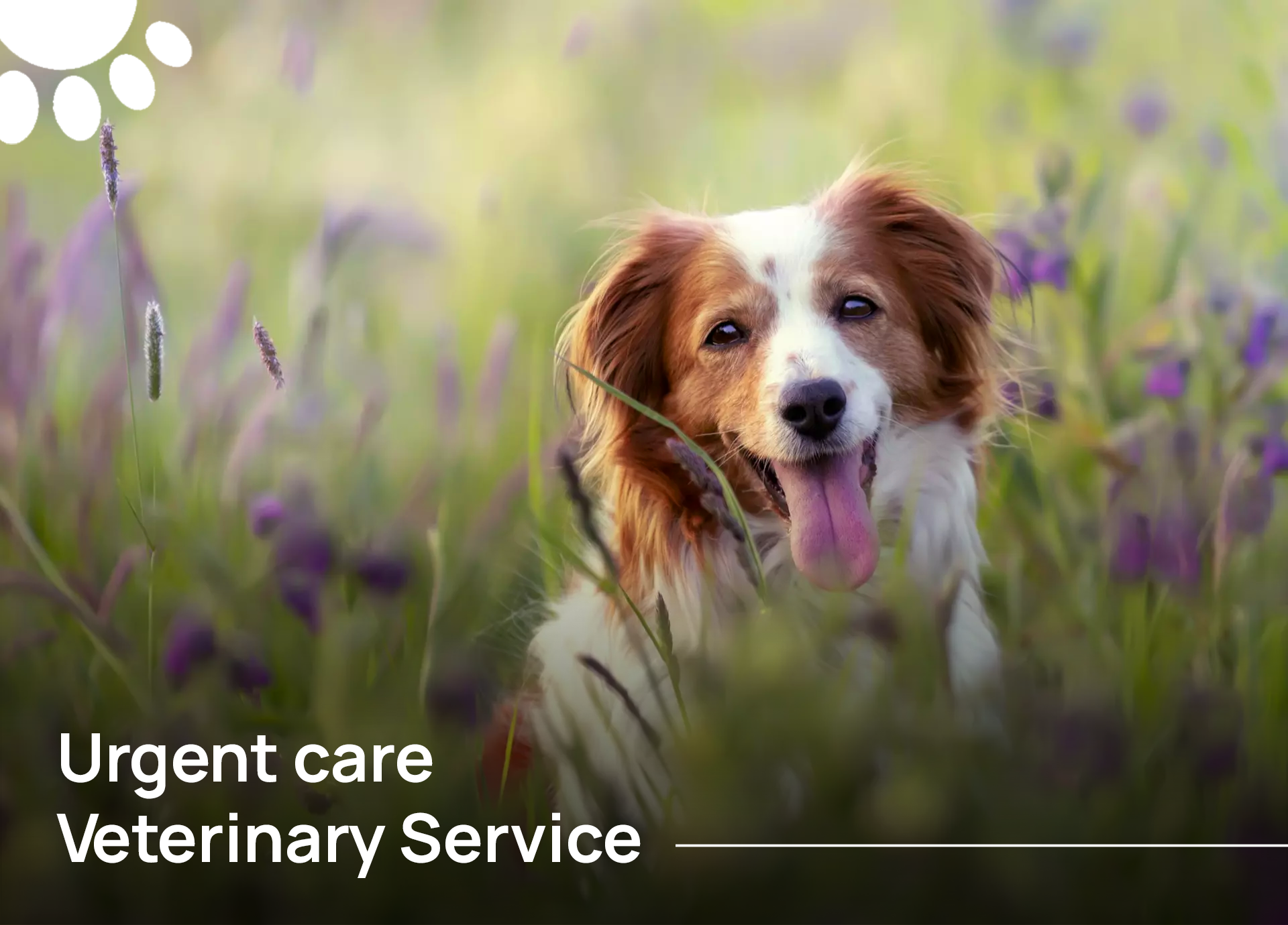 Urgent-care-Veterinary-Service