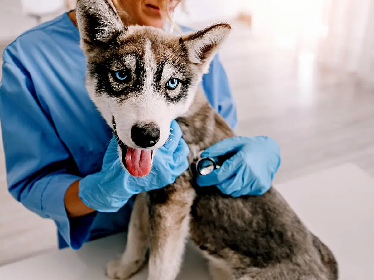 ACL Surgery in Dogs