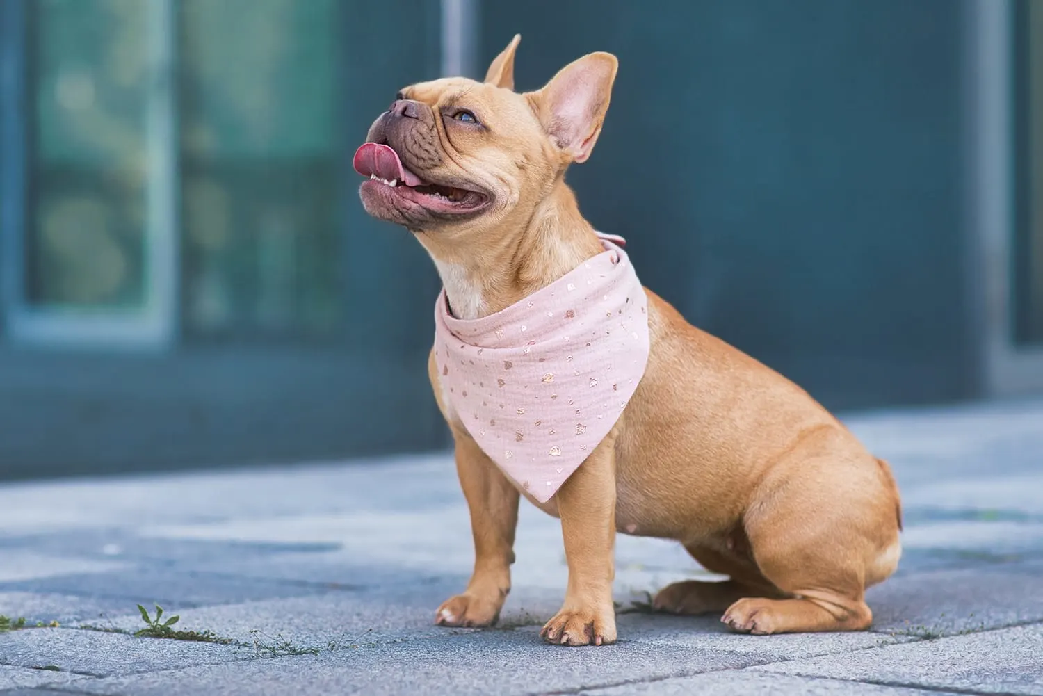 Dog Diarrhea: Causes, Treatment, and When to Be Concerned