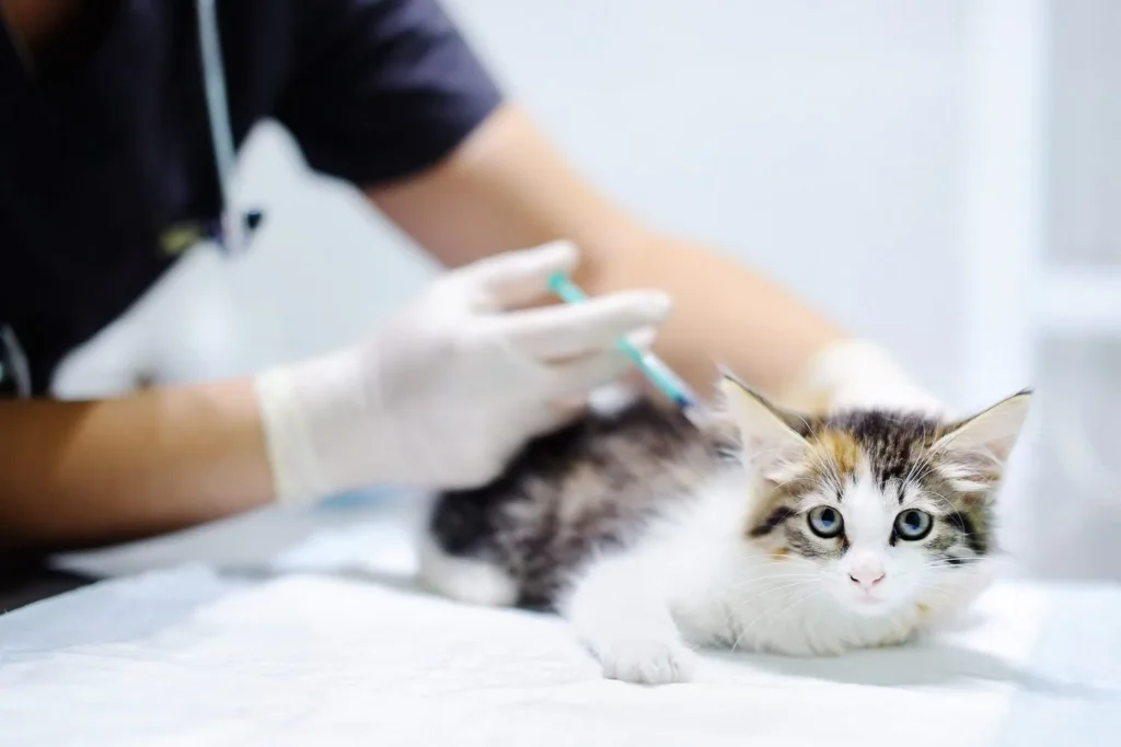 Ibuprofen Poisoning in Cats - Pet Care Partners Ibuprofen Poisoning in Cats