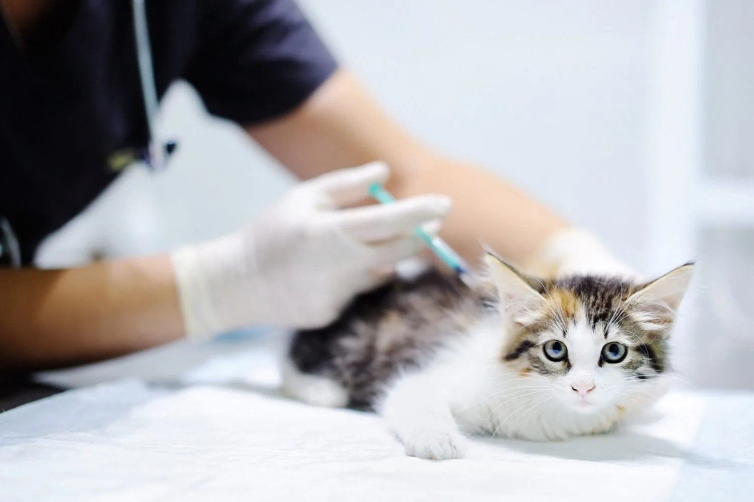 Ibuprofen Poisoning in Cats