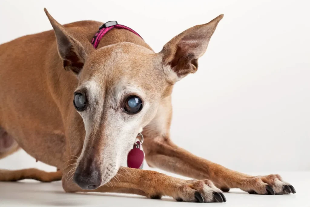 Sudden Acquired Retinal Degeneration Syndrome (SARDS) - Pet Care Partners Sudden Acquired Retinal Degeneration Syndrome (SARDS)