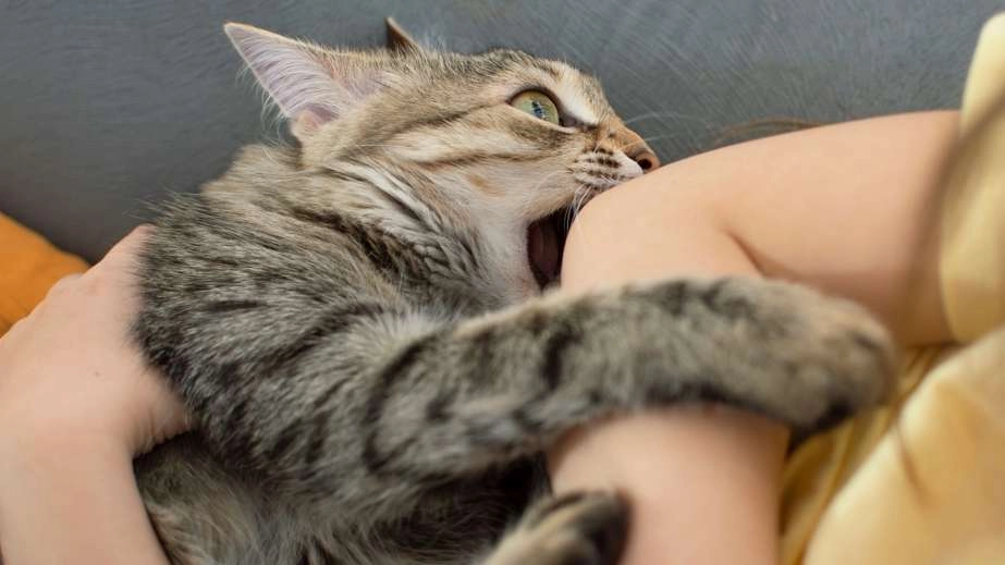 Tetanus in Cats