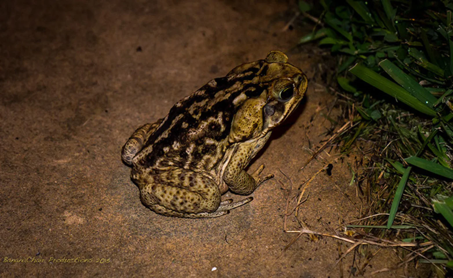 Toad Poisoning in Cats