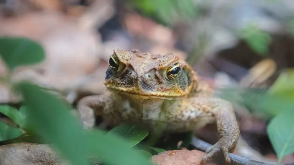 Toad Poisoning in Dogs