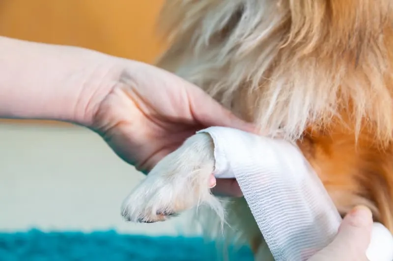 What To Do in a Pet Emergency?