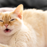 Herpesvirus Infection in Cats (Feline Viral Rhinotracheitis)