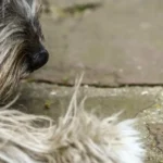 Metaldehyde (Slug and Snail Bait) Poisoning