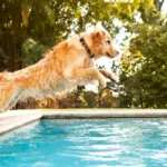 Summer Toxins to Avoid with Your Pet
