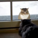 Cat Behavior Problems: Marking and Spraying Behavior