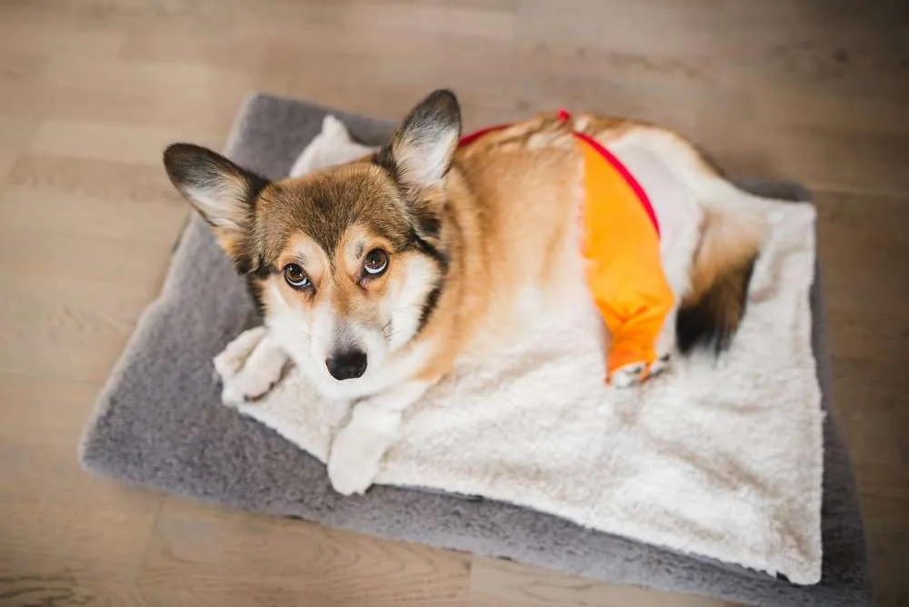 Cruciate Ligament Rupture in Dogs - Pet Care Partners Cruciate Ligament Rupture in Dogs