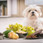 Grape, Raisin, and Currant Poisoning in Dogs