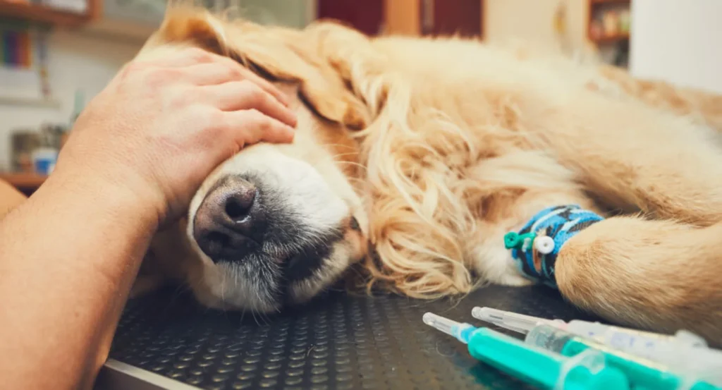 Mast Cell Tumors in Dogs - Pet Care Partners Mast Cell Tumors in Dogs