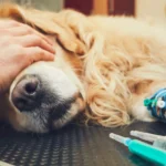 Mast Cell Tumors in Dogs