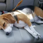 Motion Sickness in Dogs