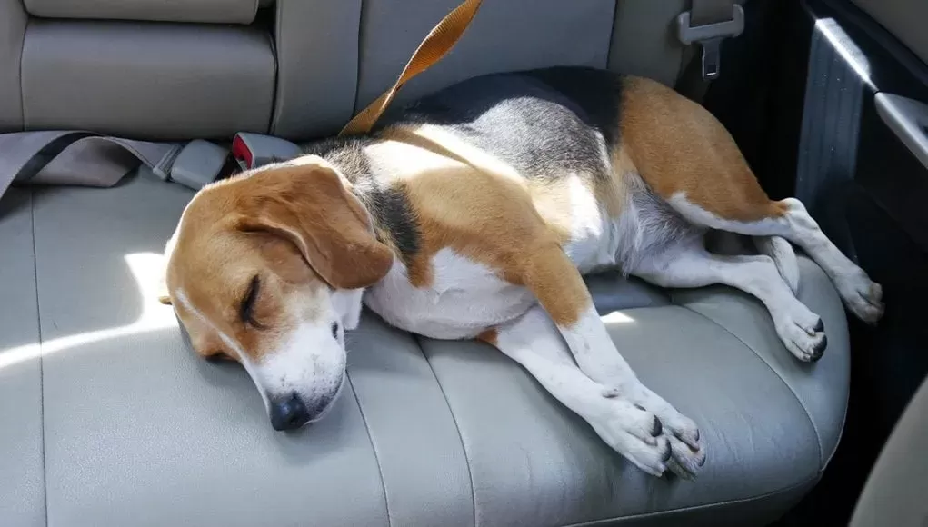Motion Sickness in Dogs - Pet Care Partners Motion Sickness in Dogs