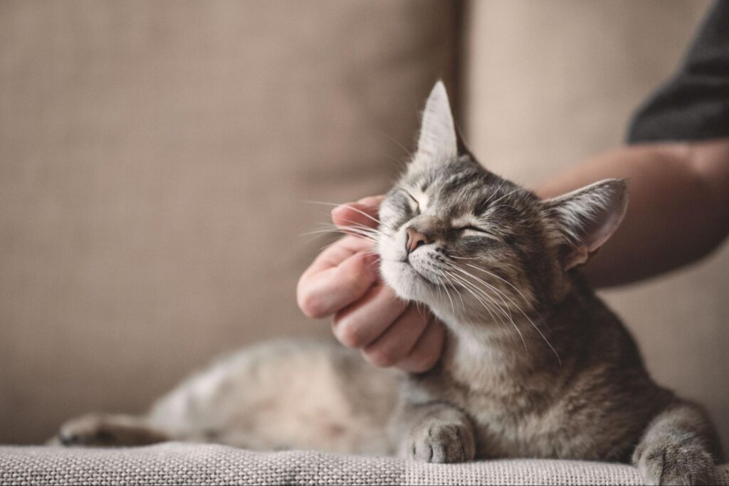 Recognizing the Signs of Illness in Cats - Pet Care Partners Recognizing the Signs of Illness in Cats