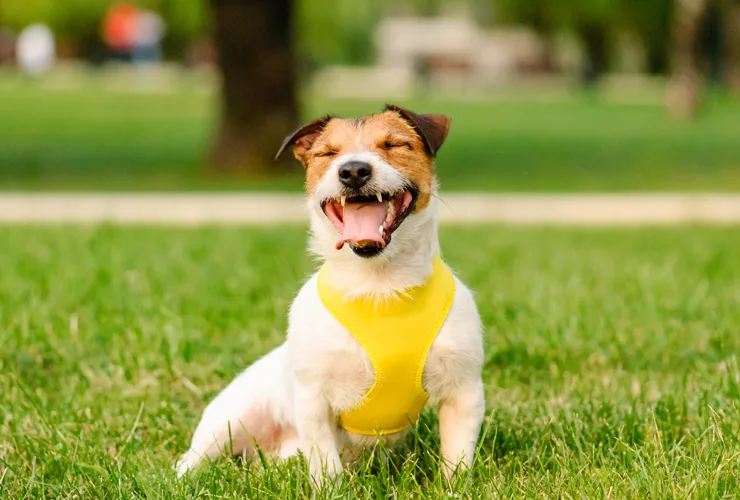 Seizures in Dogs - Pet Care Partners Seizures in Dogs