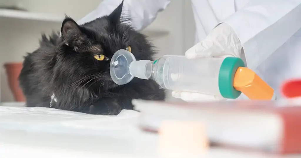 Treatment Instructions for Asthma and Bronchitis in Cats