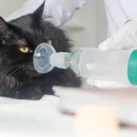 Treatment Instructions for Asthma and Bronchitis in Cats