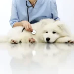 Urinary Tract Infections (UTIs) in Dogs