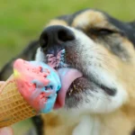 Xylitol Poisoning in Dogs