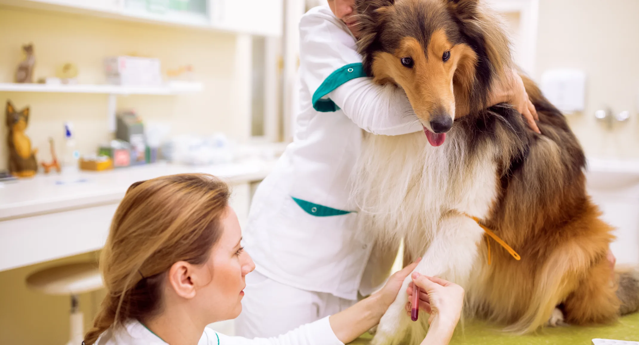 Bloodwork In Lancaster - Pet Care Partners