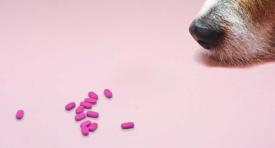 Can I Give My Dog Benadryl? And if So, How Much?