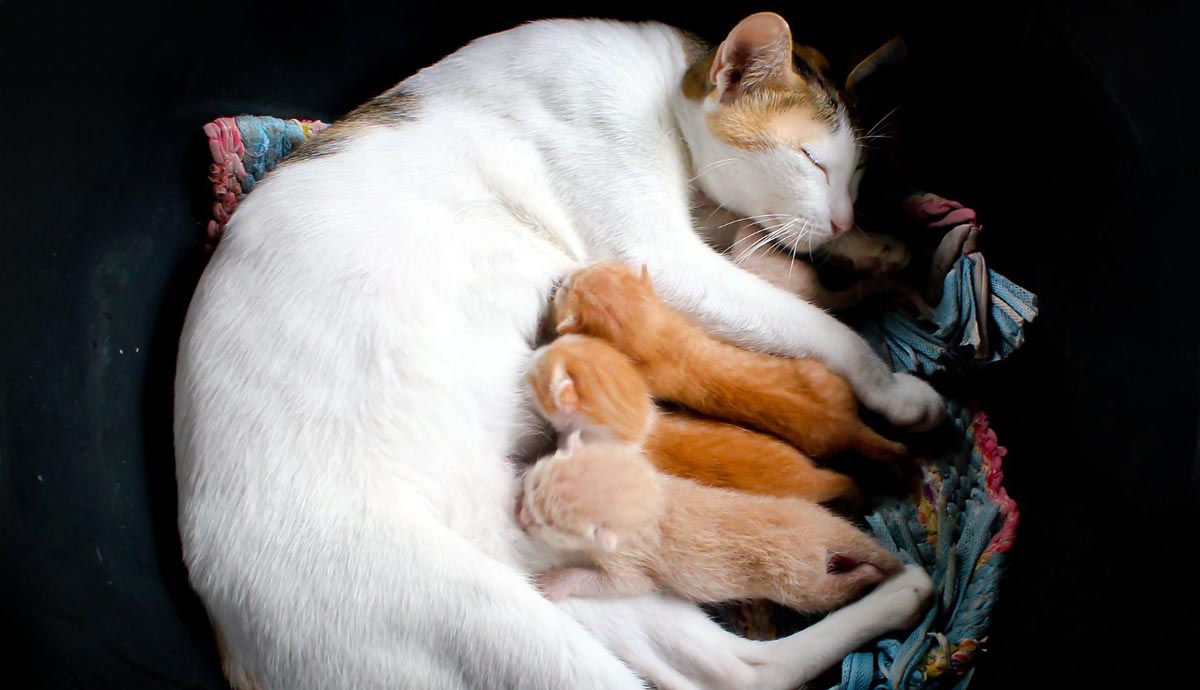 Cat Pregnancy: Signs, Stages, and Care