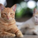 Cat Spraying: Why Cats Do It and How to Stop It