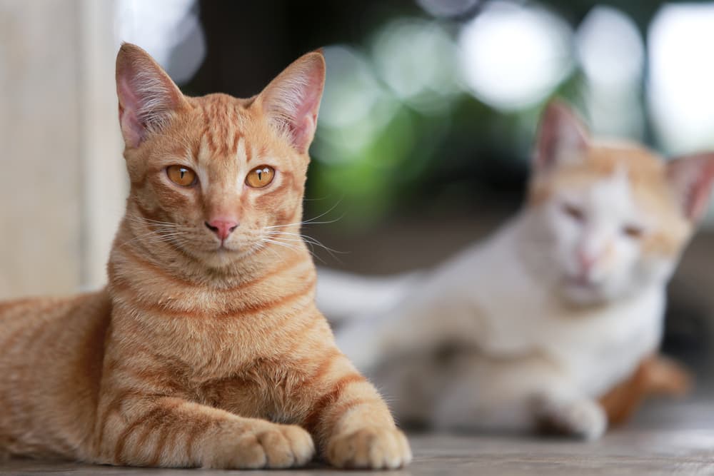 Cat Spraying: Why Cats Do It and How to Stop It