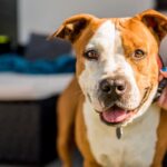 Parvo in Dogs and Puppies: Causes, Symptoms, and Treatment for Canine Parvovirus