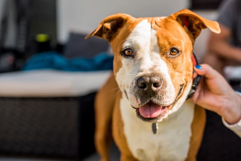 Parvo in Dogs and Puppies: Causes, Symptoms, and Treatment for Canine Parvovirus