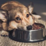 Why Is My Dog Not Eating? Common Causes & Helpful Solutions