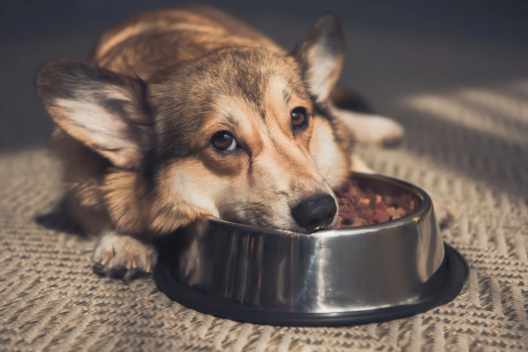 Why Is My Dog Not Eating? Common Causes & Helpful Solutions