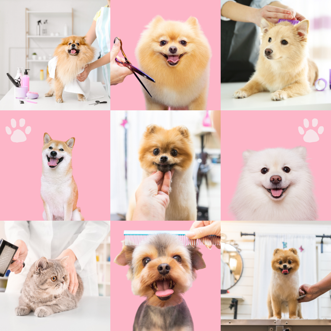 Grooming - Pet Care Partners