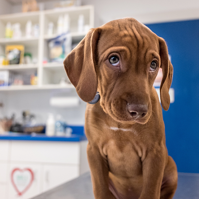 AV Veterinary Center