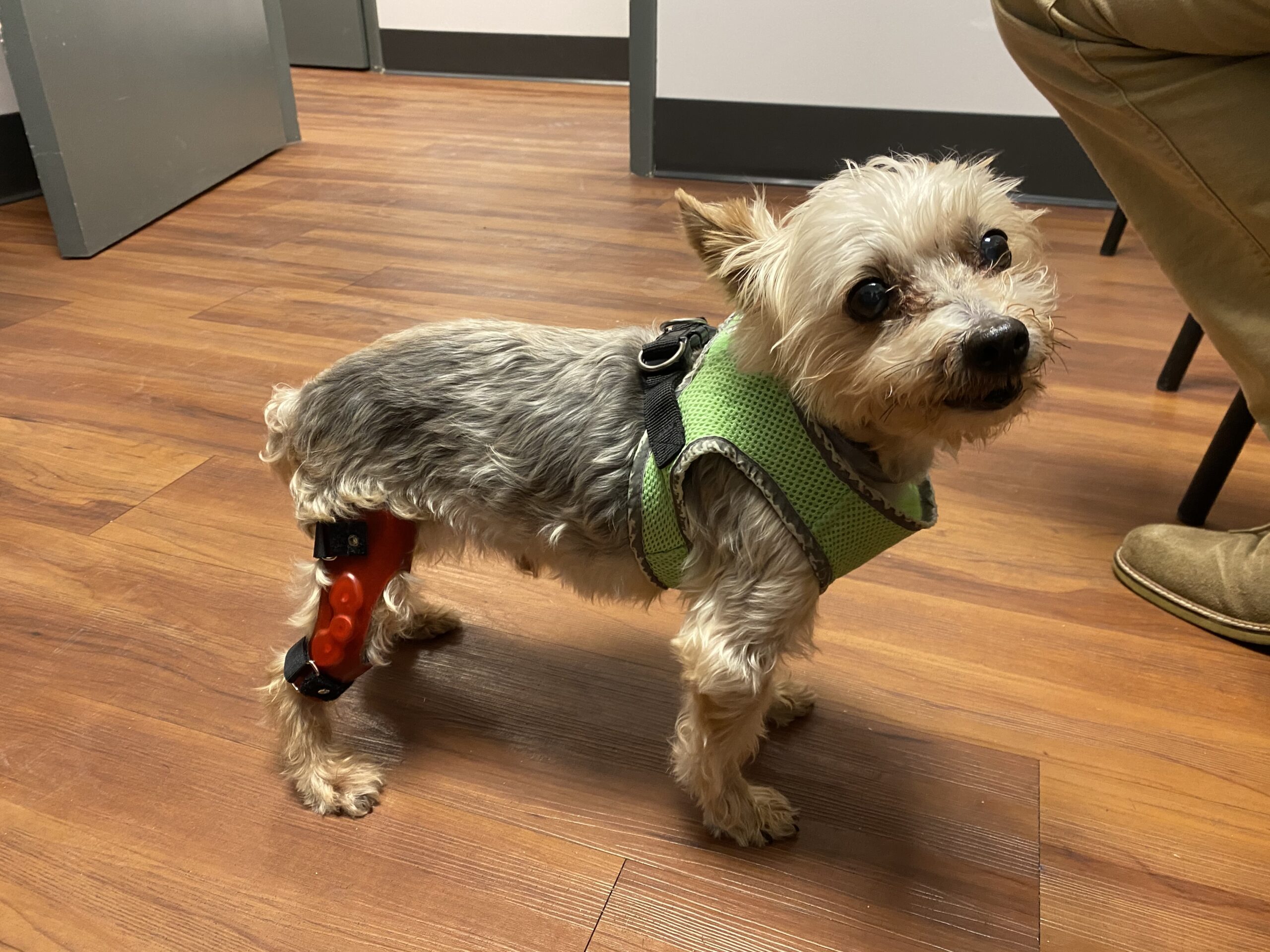 5 Tools to Help a Dog with a Torn CCL Dog Knee Braces