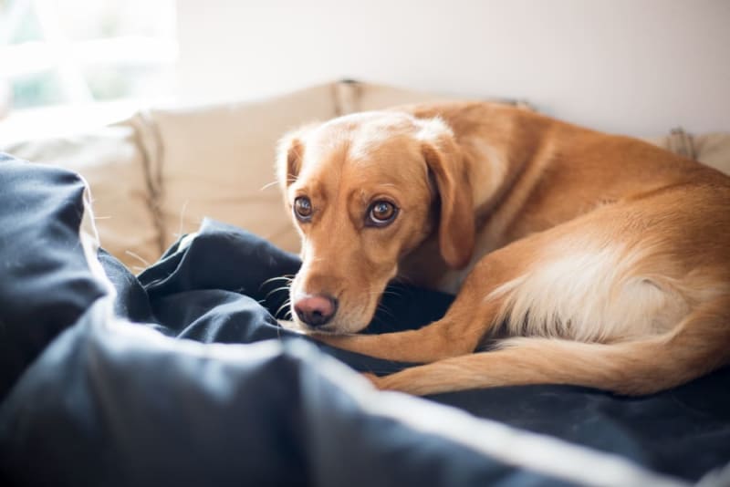 Everything You Need to Know About Knee Surgery for Dogs