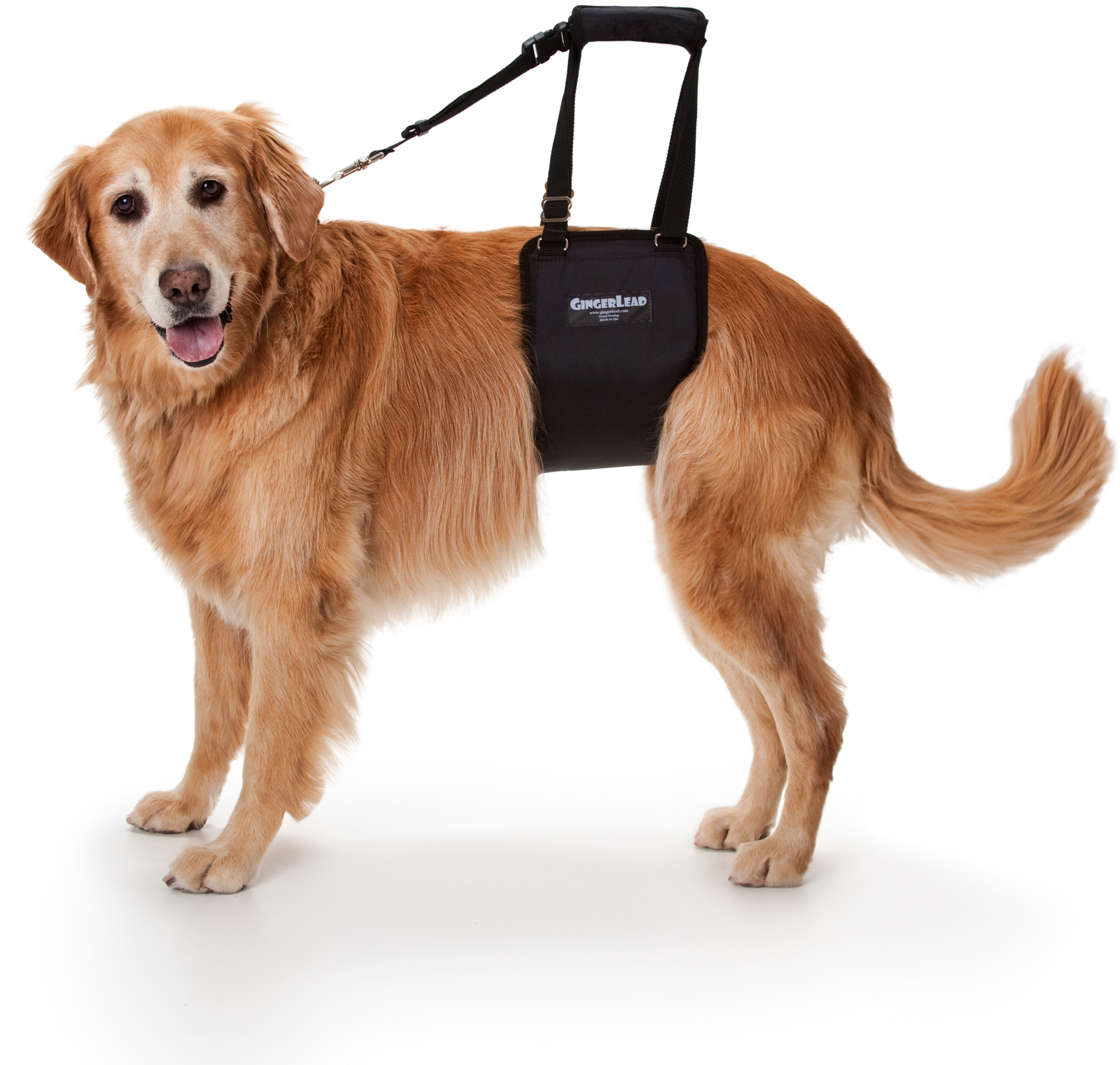 5 Tools to Help a Dog with a Torn CCL GingerLead Support Harness